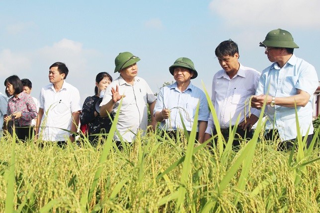 Huyện Kim Thành hiện có 8 vùng sản xuất nông nghiệp hàng hoá chủ lực, tập trung theo quy hoạch; trong đó có vùng nếp quýt hơn 400ha ở các xã Cổ Dũng, Tuấn Việt, Kim Xuyên, Cộng Hoà…