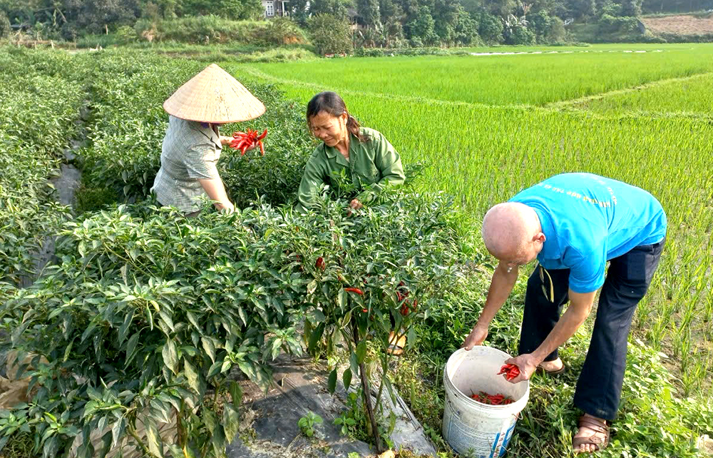 Nâng cao trách nhiệm, hiệu quả công việc