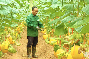 Những đảng viên tiên phong phát triển kinh tế ở vùng cao