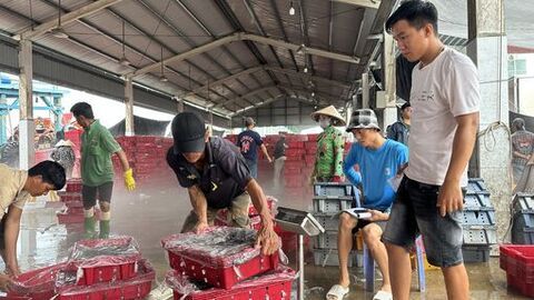 Các địa phương tập trung rà soát, xử lý dứt điểm tàu cá vi phạm vùng biển nước ngoài 