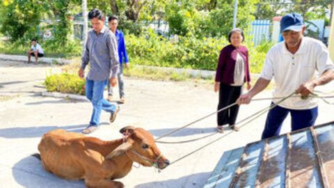Trung tâm Hỗ trợ thanh, thiếu nhi Việt Nam hỗ trợ sinh kế cho đồng bào dân tộc Khmer tại An Giang