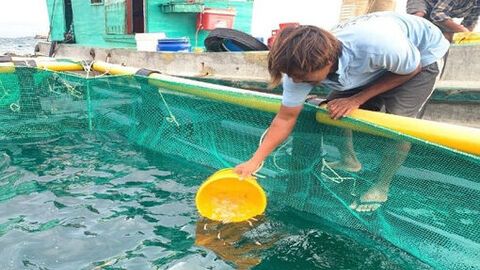 Phát triển nuôi biển từ sử dụng lồng nhựa HDPE