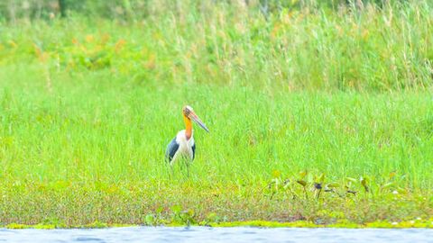 Già đẫy Java xuất hiện trở lại