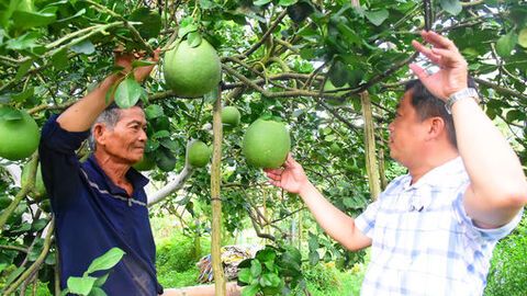 Nông dân Vĩnh Thạnh Trung đa dạng hóa sản xuất