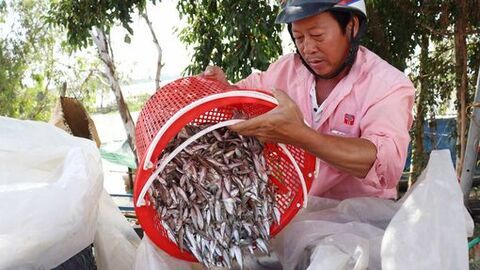 Hối hả mùa bấc