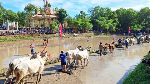 Sôi nổi Hội đua bò truyền thống chùa Rô lần thứ 11 năm 2025 