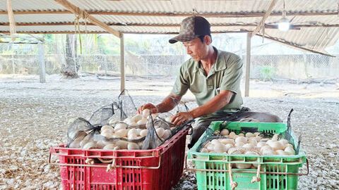 Mỹ Thới vào vụ Tết