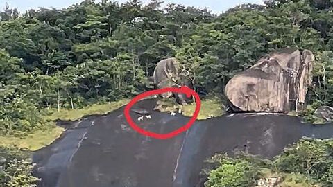 Chi cục Kiểm lâm tỉnh An Giang xác minh thông tin cá thể khỉ trắng xuất hiện tại Hòn Sơn