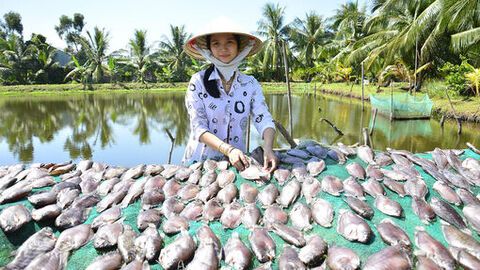 Khô sặc rằn, đặc sản quê