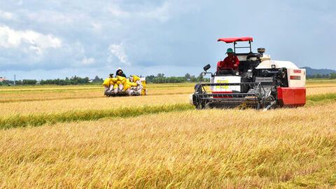 An Giang phát triển nông nghiệp xanh
