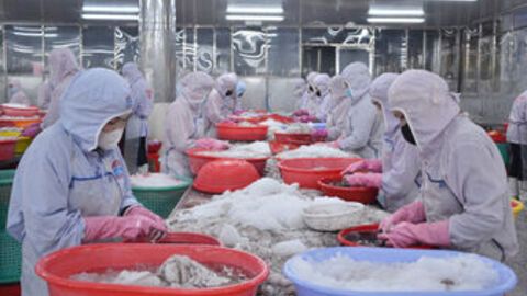 Các địa phương khẩn trương ban hành chính sách chuyển đổi nghề cho ngư dân 