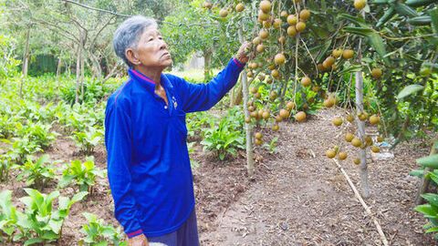 Trở lại miệt vườn