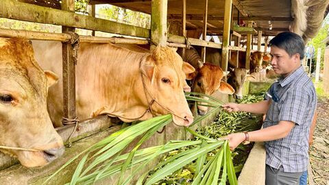 Đảng viên trẻ khởi nghiệp