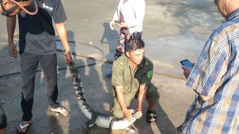 Bắt được cá sấu nặng 10kg ở xã Vân Khánh