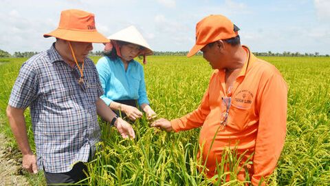 Chinh phục vùng đất trũng phèn Hòa Điền