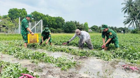 Đồn Biên phòng Cửa khẩu quốc tế Hà Tiên giúp dân thu hoạch khoai lang bị ngập