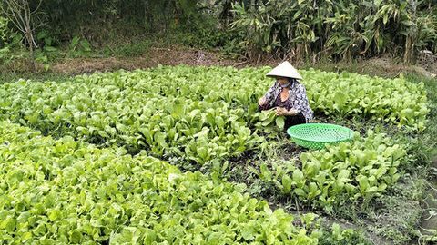 Phụ nữ xã Gò Quao giúp nhau phát triển kinh tế