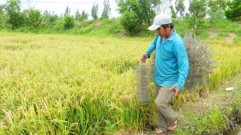 Đi bẫy chuột đồng