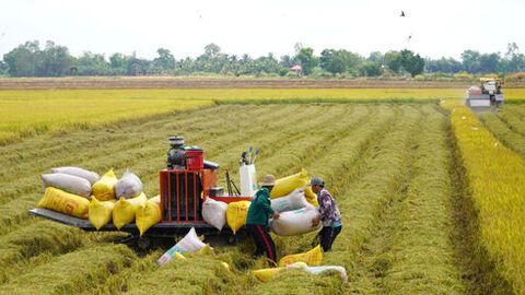 405 triệu USD đầu tư hạ tầng, kỹ thuật lúa chất lượng cao, phát thải thấp vùng đồng bằng sông Cửu Long