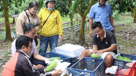 Thăm vùng cù lao xoài xuất khẩu