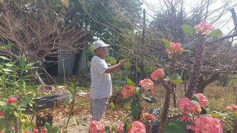 Làng quê vào Tết