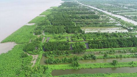 Giữ rừng phòng hộ ven biển