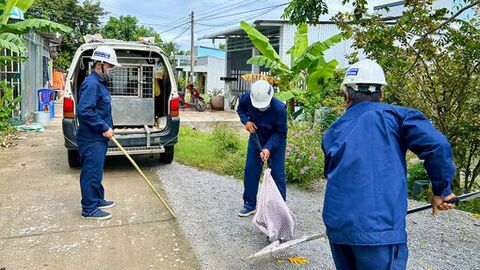 Ra quân xử lý chó, mèo thả rông để phòng, chống bệnh dại