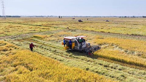 Lúa gạo An Giang vẫn bình ổn