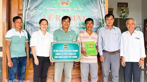 Nông dân phường Tịnh Biên liên kết trồng hơn 34ha tầm vông