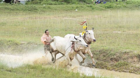 Sôi động trước ngày vào Hội đua bò Bảy Núi