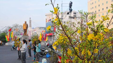 Bên gốc mai vàng ngày xuân