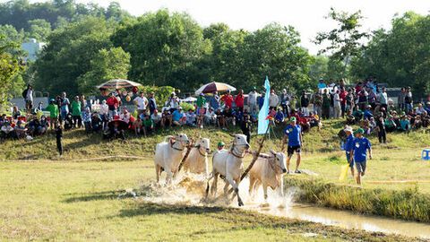 64 đôi bò tranh tài tại Hội Đua bò Bảy Núi tranh cúp truyền hình An Giang lần thứ 30 năm 2025