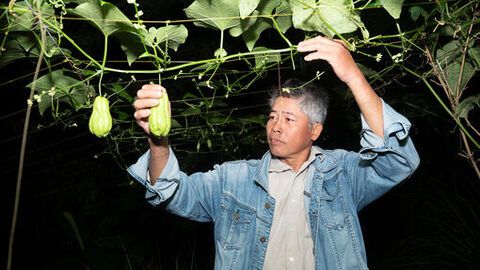 Mùa su nụ trên núi Cấm