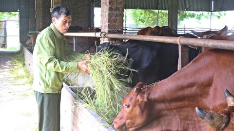 Đảng viên Trịnh Bá Biện làm nông nghiệp tuần hoàn