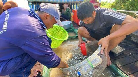 Chộn rộn mùa cá gió đông