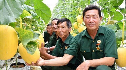 Triển vọng mô hình dưa lưới của cựu chiến binh