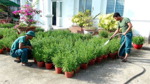 Ban Chỉ huy Quân sự xã Ô Lâm trồng 3.000 cây hoa vạn thọ phục vụ thị trường tết