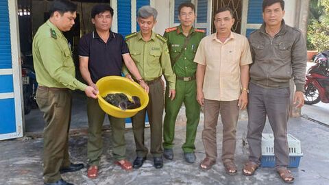 An Giang: Người dân tự nguyện giao nộp 4 cá thể rái cá quý hiếm
