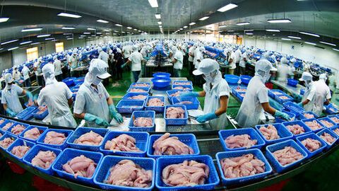 Giữ thị trường cho cá tra