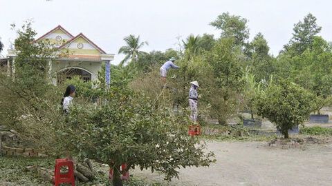 Phum sóc vào xuân