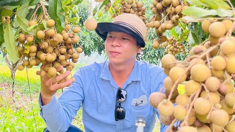 Hương nhãn Óc Eo