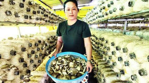 Ứng dụng công nghệ IoT trong sản xuất nấm bào ngư