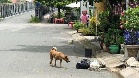 Ẩn họa từ việc nuôi chó thả rông
