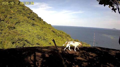 Xác định loài vật nghi là khỉ trắng tại Hòn Sơn là... chó nuôi của dân 