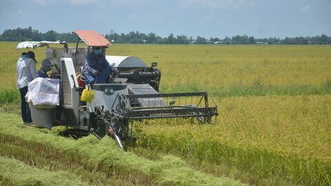 Xã Hòa Điền cơ cấu lại sản xuất nông nghiệp theo chiều sâu