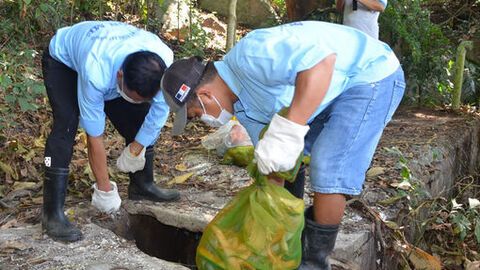 Chi cục Kiểm lâm tỉnh An Giang tiêu hủy 191 cá thể rồng Nam Mỹ 