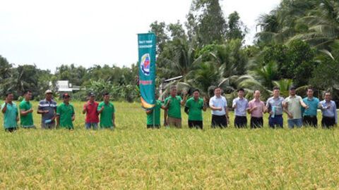 Thúc đẩy hợp tác trong tiêu thụ lúa gạo