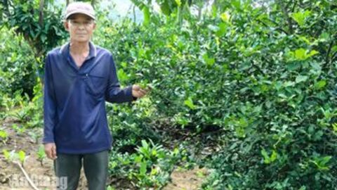 Nâng giá trị chanh chúc