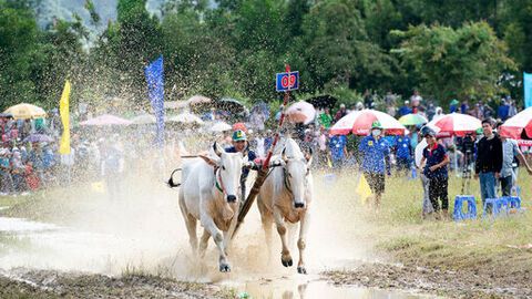 Đôi bò của ông Chau Khon đoạt giải nhất Hội Đua bò Bảy Núi tranh cúp truyền hình An Giang lần thứ 30 năm 2025 