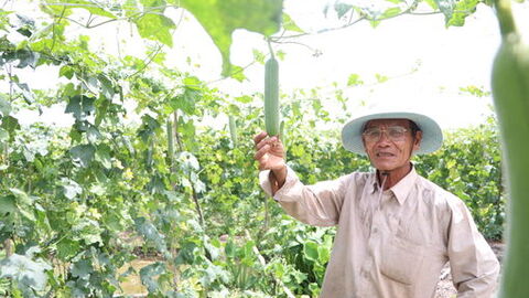 Trồng mướp hương, vững đầu ra